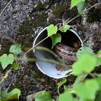 誰かいるのーですか❓