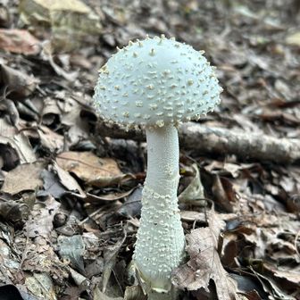 ご立派🍄👏