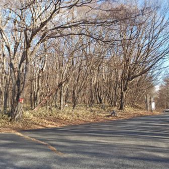 ヤセオネ峠・北端の作業道がねうし山の入口