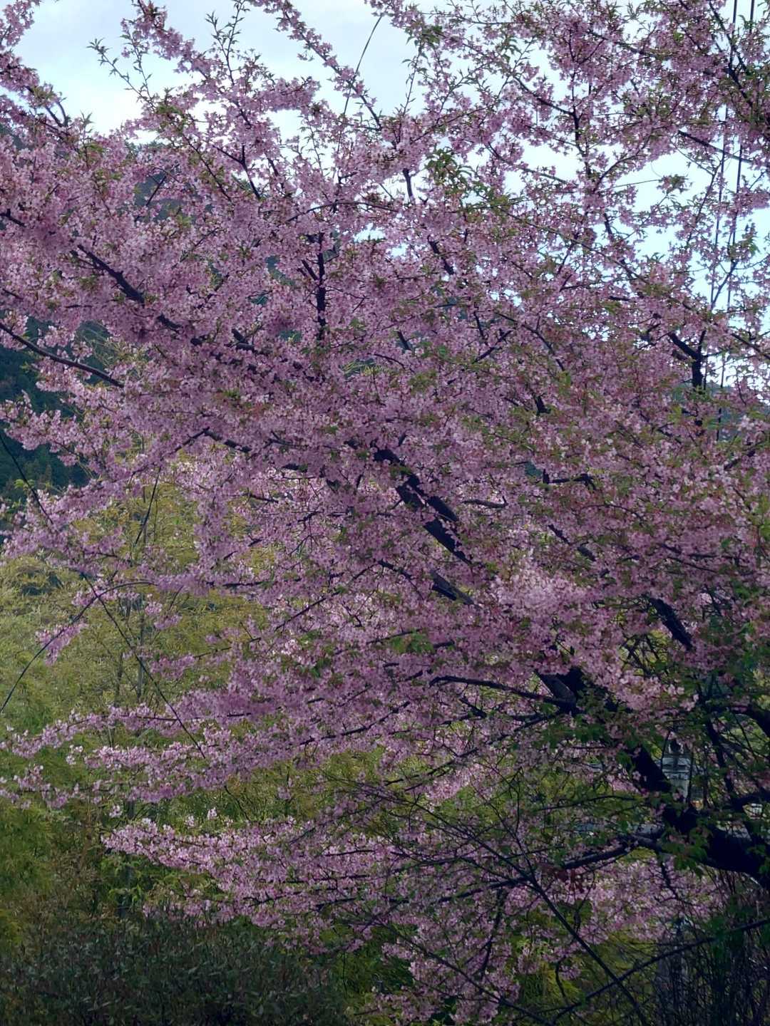 河津桜？