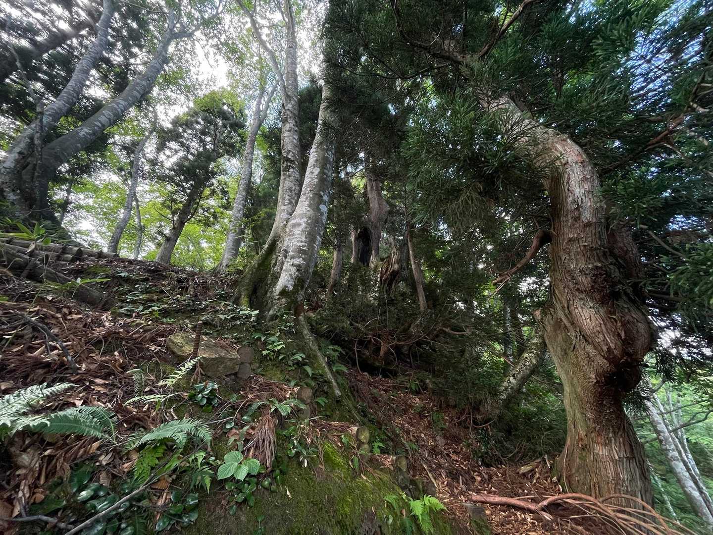 瀬戸蔵山 往復コースの写真
