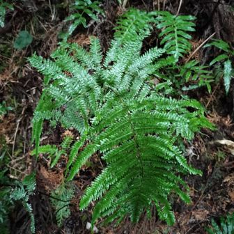 熊野古道 小辺路 羊歯がたくさん💚
