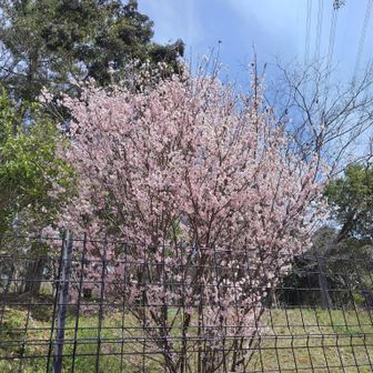 マメザクラ。もう春やね〜🥰