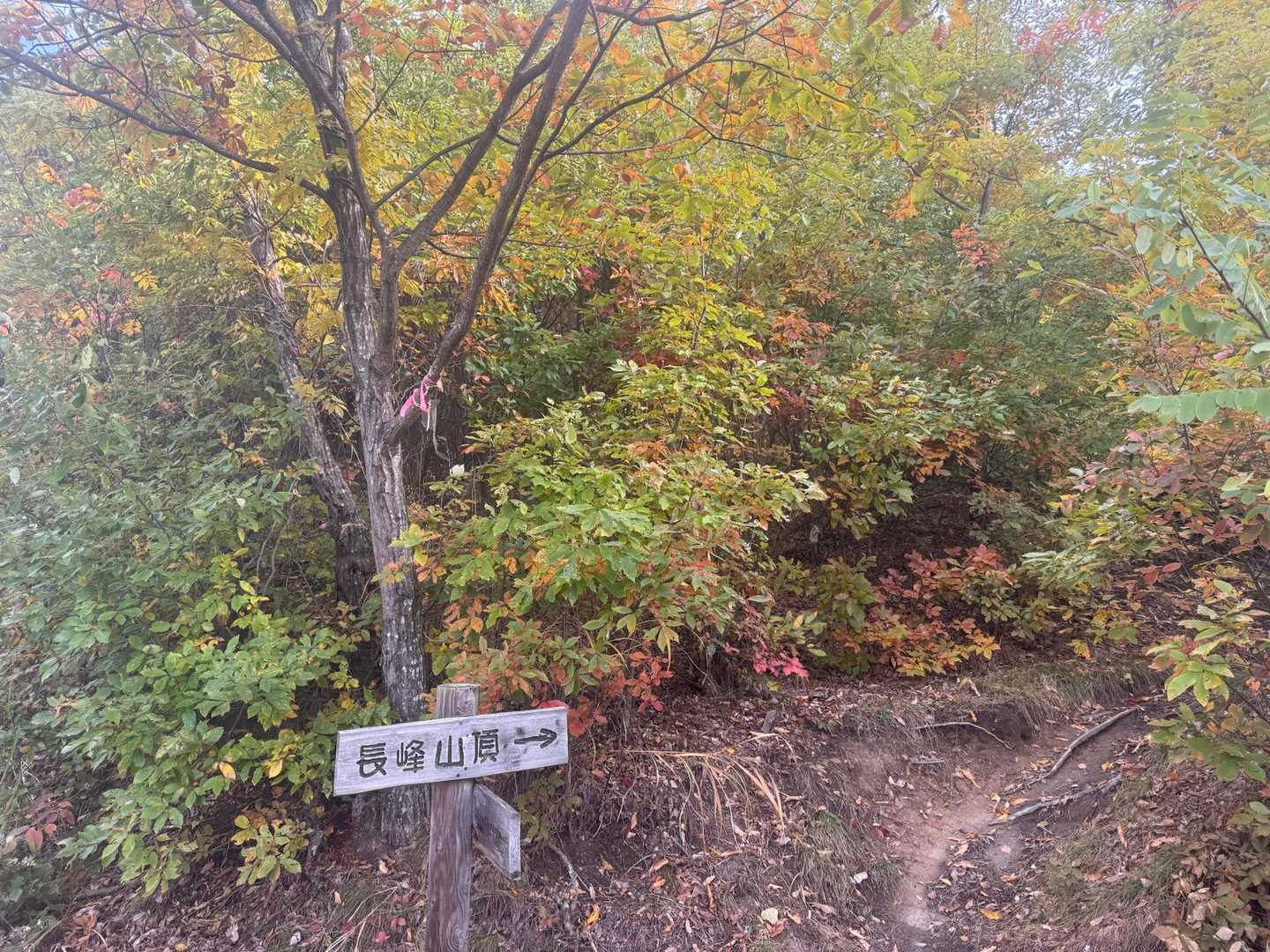 登山道は安曇野山守隊が整備活動をしてくれているのでとても登り易く、初心者さんや子供さんでも安心して登れます😊