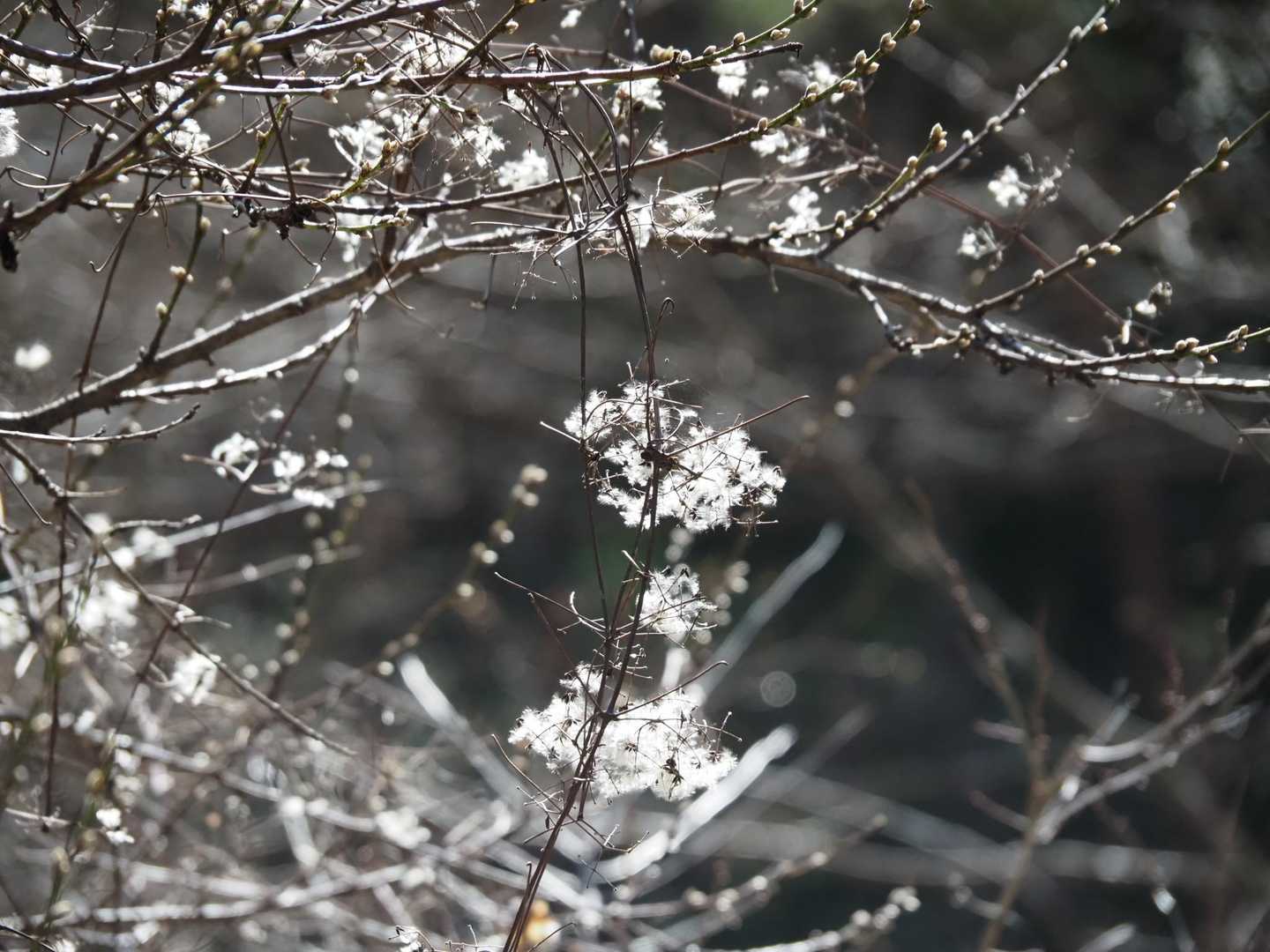 王岳（西湖いやしの里）の写真