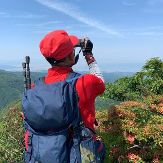 イノシシのノリ