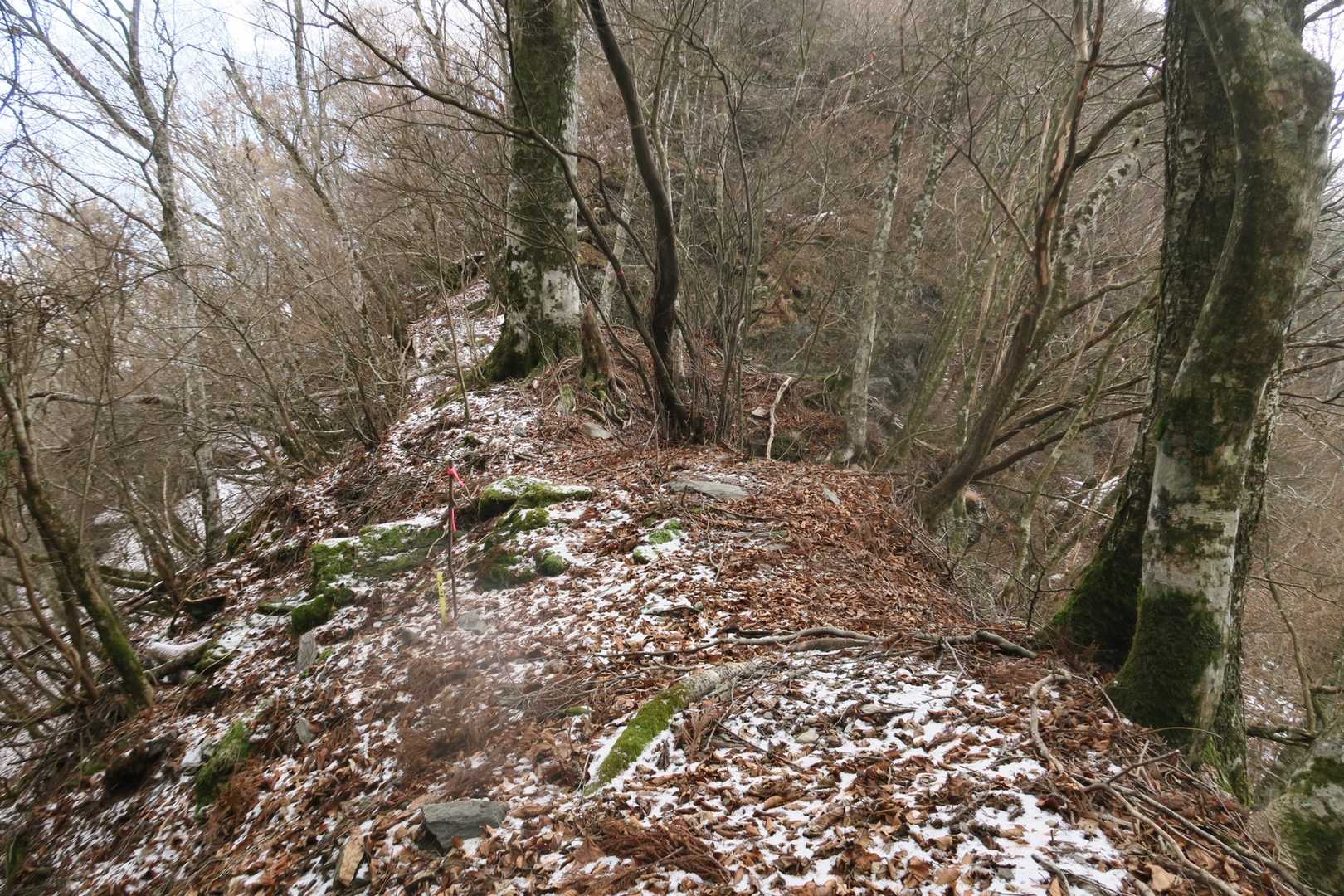 奥野々山山頂近く