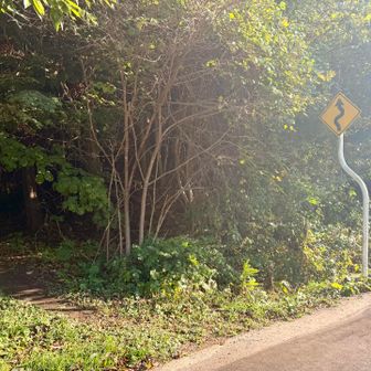 踏み跡たくさんあります！
思ってた場所と違うところに出た🙄