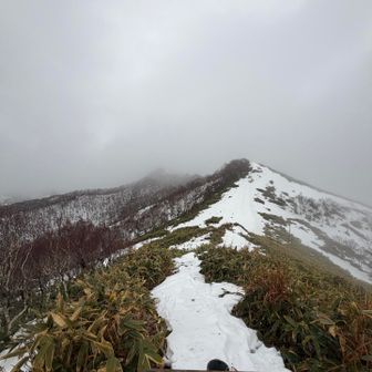 多分、ガスに隠れてるのが稀府岳だよねー、、、
濡れて寒いし、無理しないで下山しましょう？ってなりました。
また来るよーー！