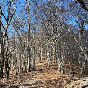 最後の登り
葉っぱはほとんど落ちていました