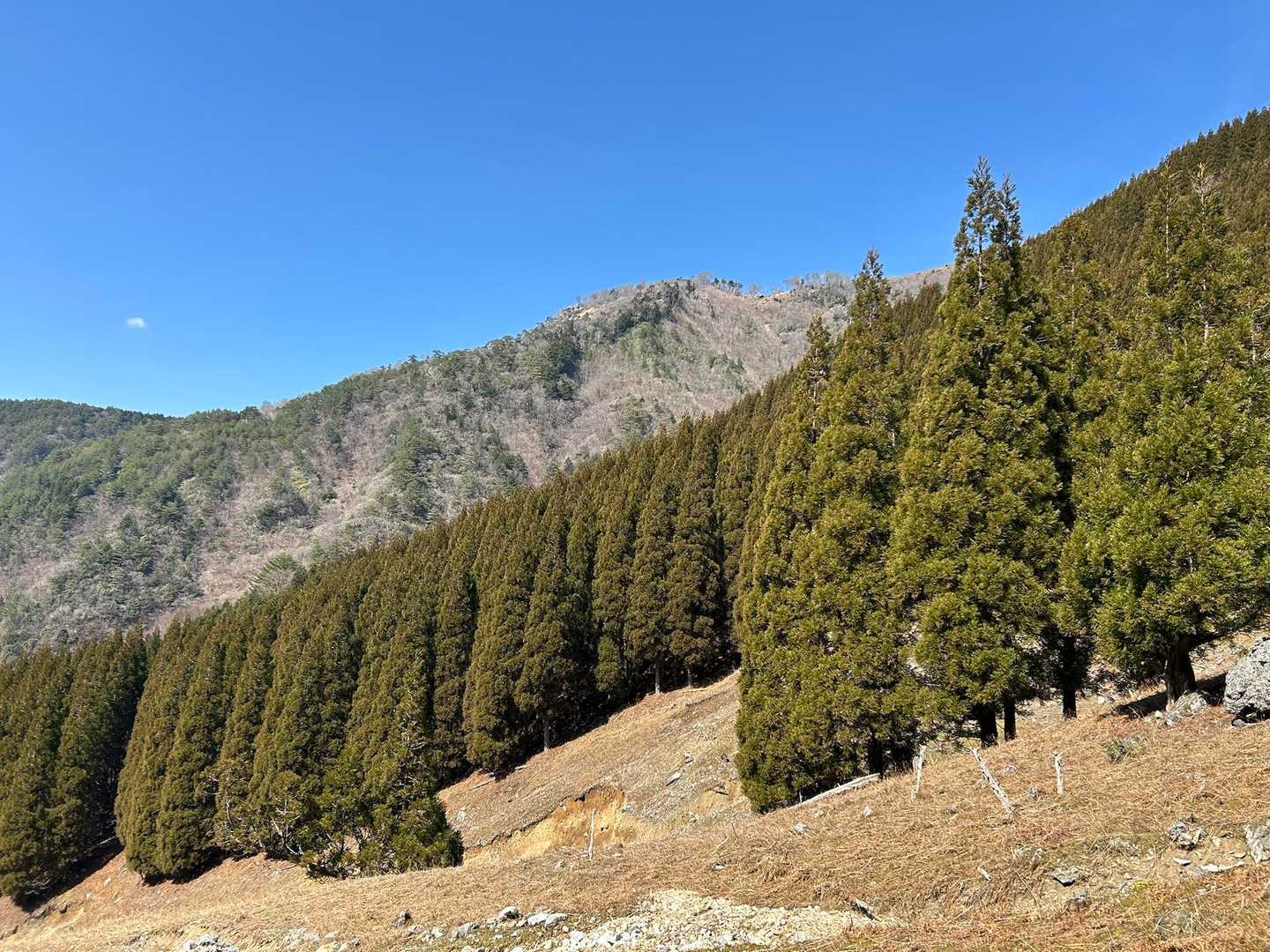 分岐を白崩平に向かい、激下りの杉林を抜けて
開けたところ