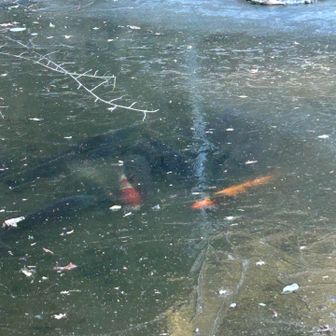 お寺に出ました
池の表面は凍りつき、鯉たちが凍りついたかのように固まっていました
しがこが溶けて夜が明けるまでお休みタイムです💤