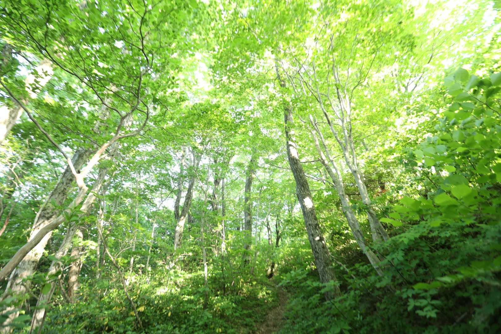 栗ヶ沢登山口-金北山 往復コースの写真