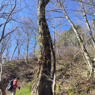 左門岳 周囲３mはないでしょう。でもかなりのご高齢で、そう長くは持たない感じです。