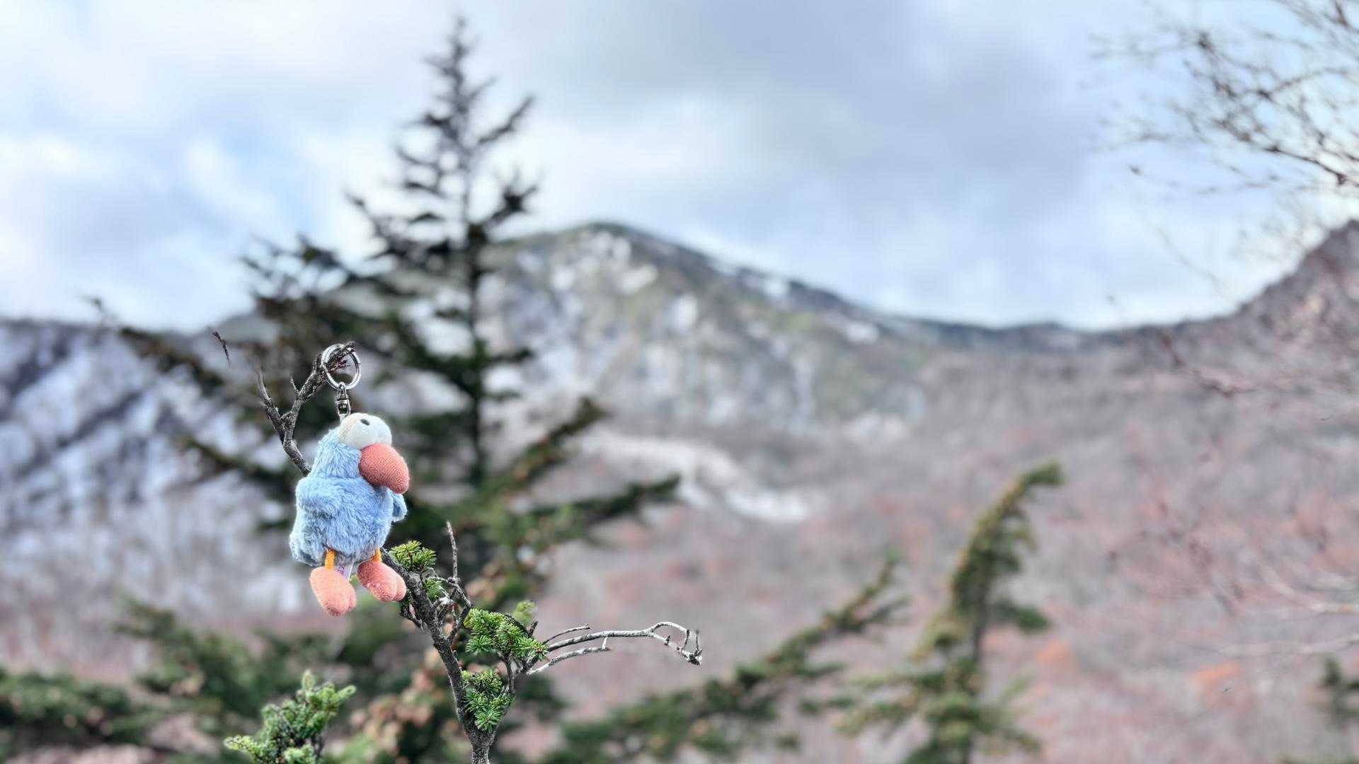 赤倉岳と🐦