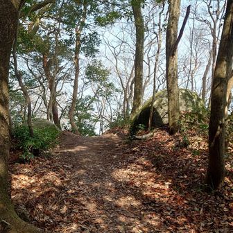 ショウジョウバカマ見に行こう😃