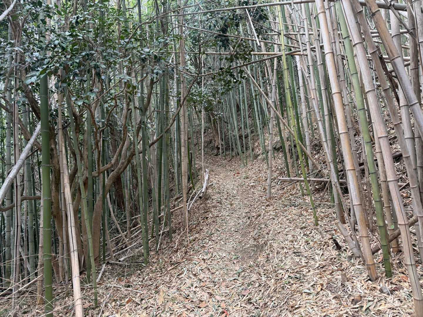 竹林あるく