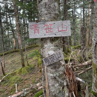 青笹山とうちゃこ🙌
イタドリ山までは行かずここで折り返し↩️