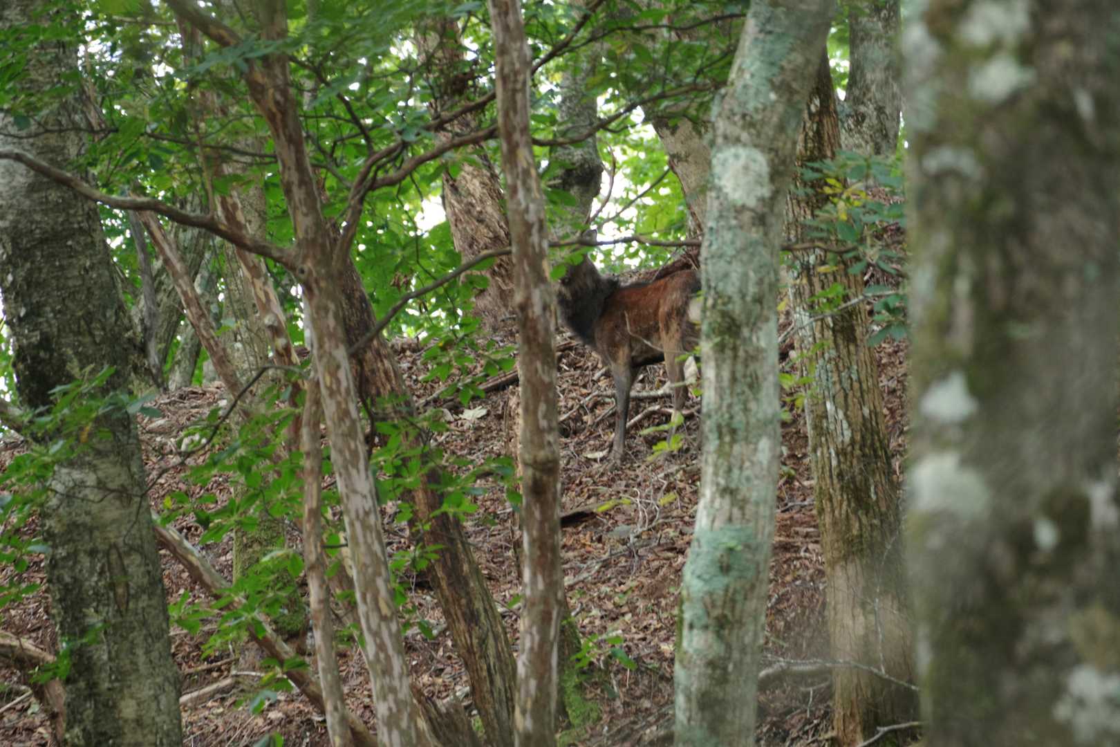 あちこちで鹿の鳴き声が聞こえる。見たのは2頭🦌🦌
顔が写ってないなぁ。
鹿による食害が深刻らしいね。