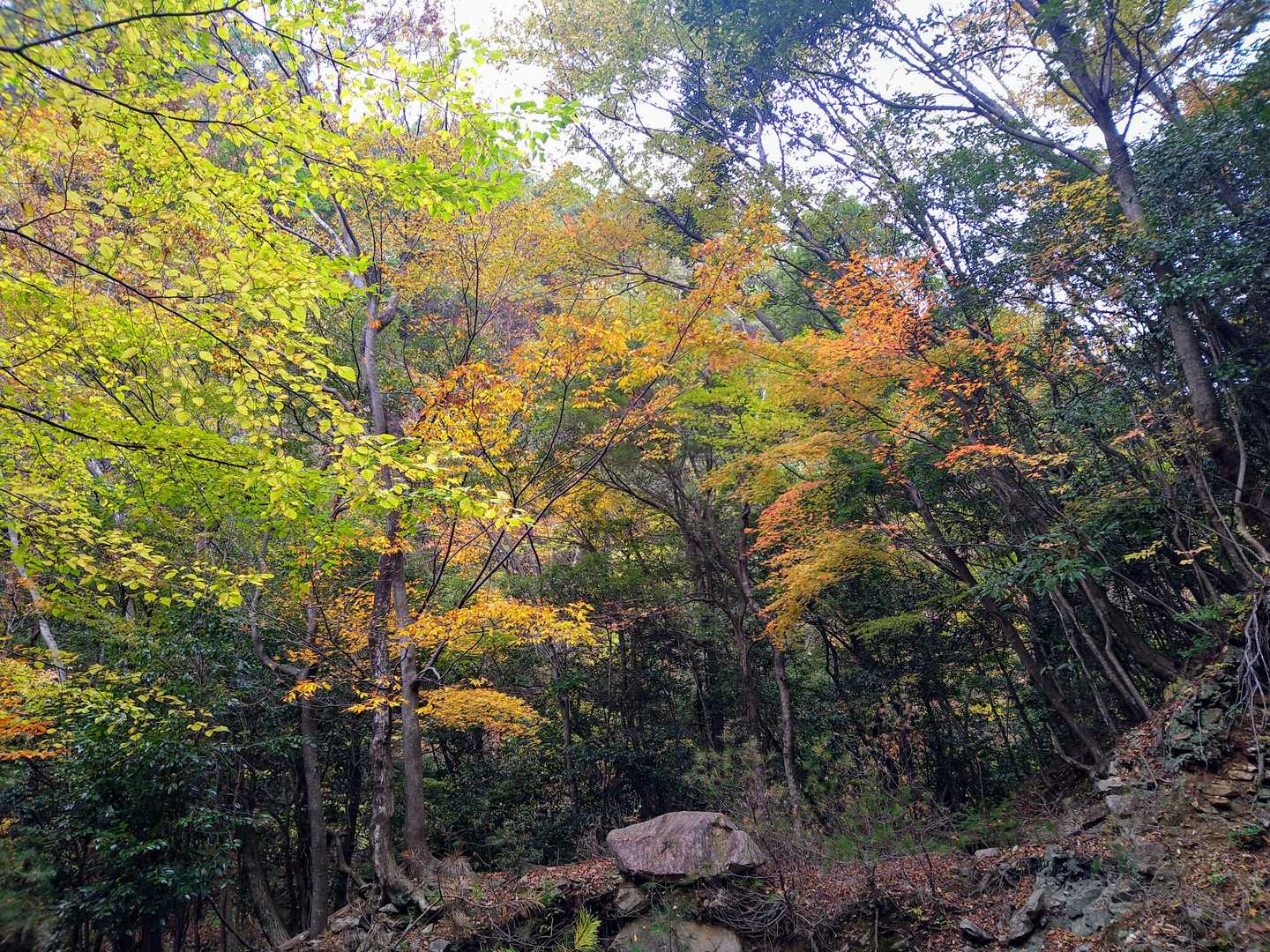 愛山新道登山口-大障子岩 往復コースの写真