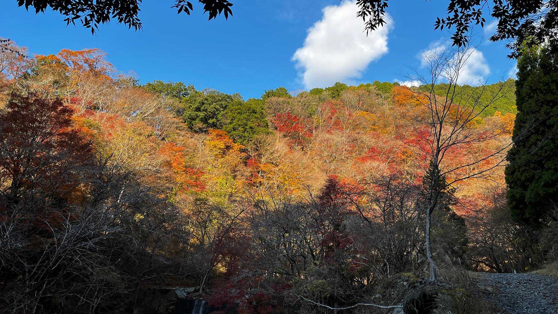 鍋割山 往復コースの写真