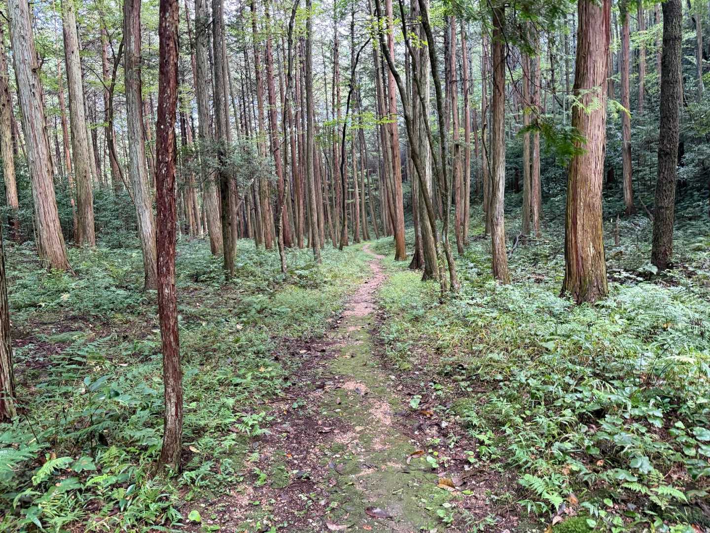 千疋北山-西山 周回コースの写真