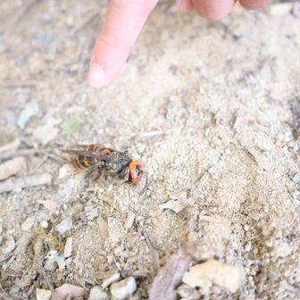 ﾃﾞｶｲスズメバチ💦