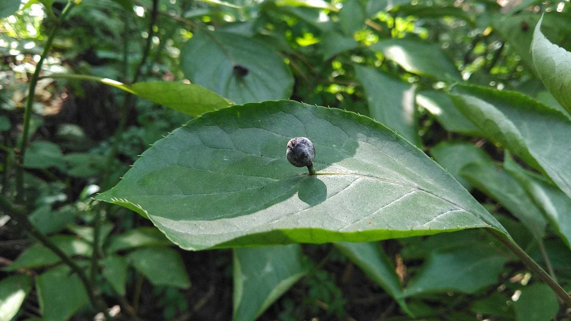 ハナイカダ