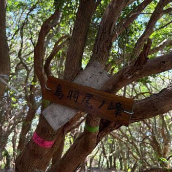 続いて鳥羽尾ノ峰