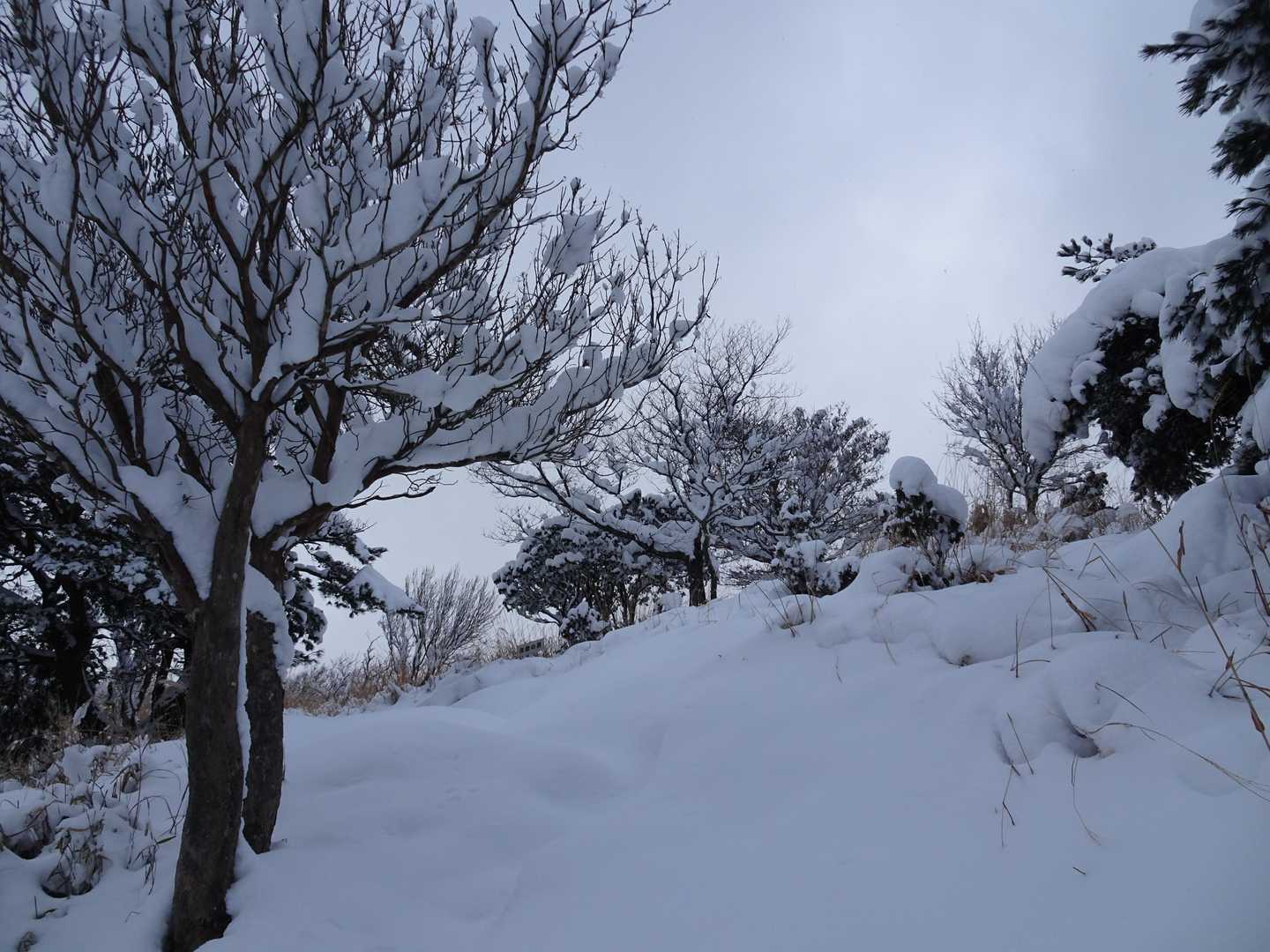 一気に登りきって稜線間近