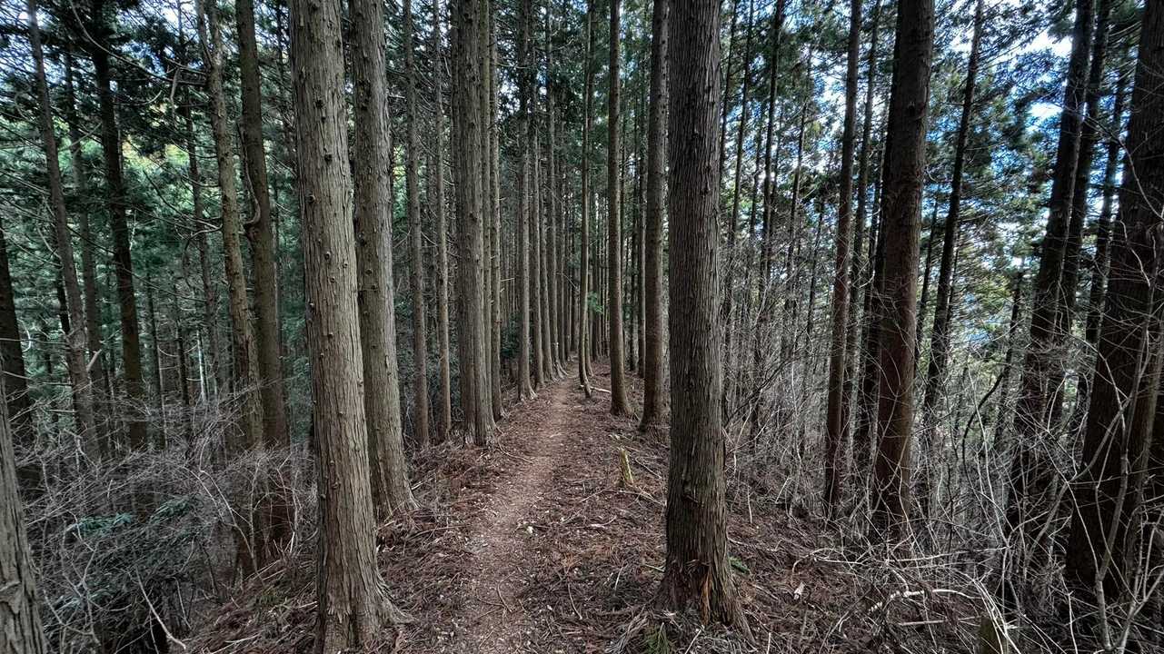 奥高尾〜裏高尾縦走（陣馬山・堂所山・富士見台・駒木野） の写真 48