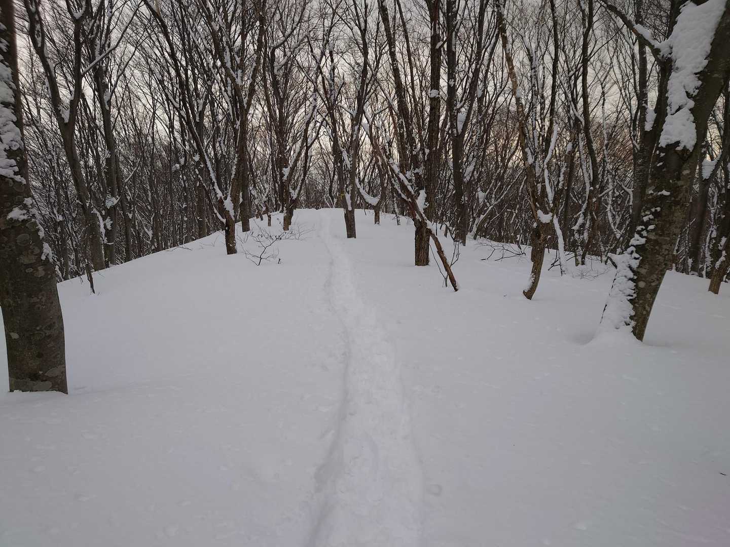 登りはトレースに添って、下りは新雪のノートレースをモフモフと下るのがなんとも楽しい🎶
膝にも優しいから😊