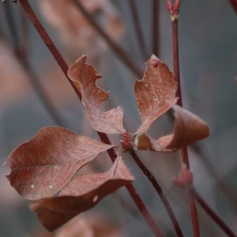 アカヤシオ
もはやドライフラワー