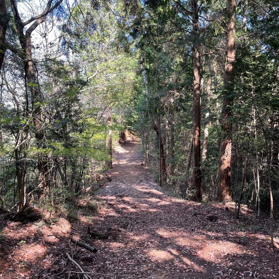登山道を降りて行きます