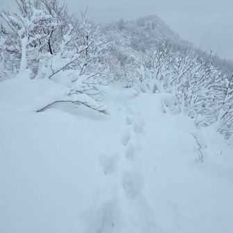 自分の足跡を辿って帰ります🐾