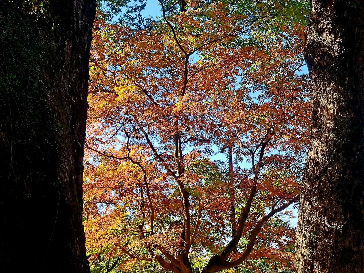 正面道コース | 修験の歴史を感じる福岡県一番人気の名峰への写真