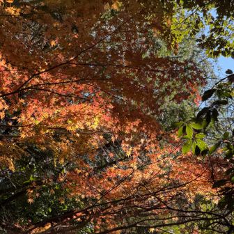 #紅葉
#いまさら