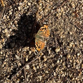 ヒメアカタテハ
目の前をずっと飛んでいたのですが
写真を撮り終えると飛んでいってしまいました😊