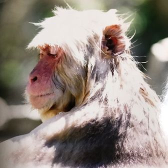 西尾のおさる