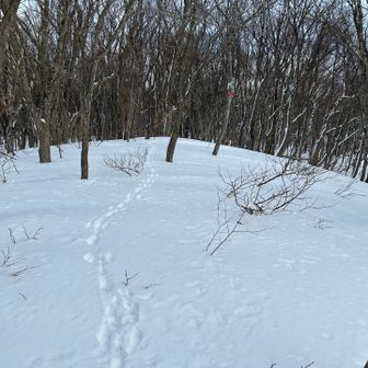 山頂付近はアニマルトレースのみ🐾
深さは足首程度なのでラッセル不要👌