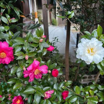 大龍寺の赤白の山茶花⭐️
めっちゃきれいに咲いてます😊