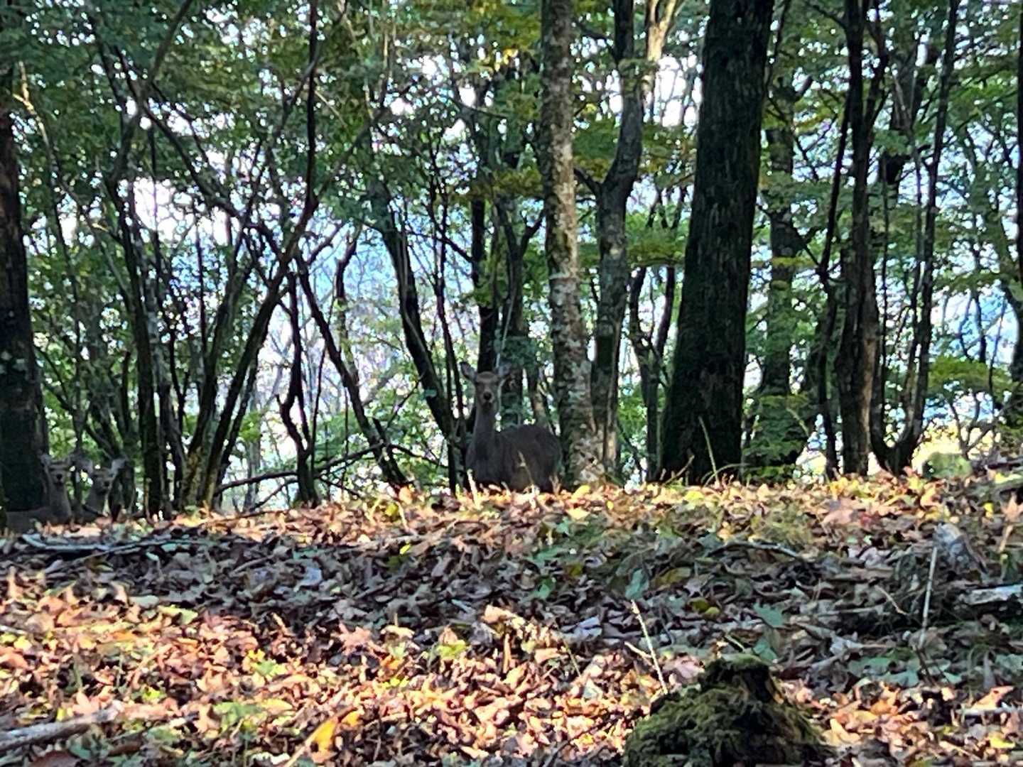 鹿！
静岡は鹿が多いね💦