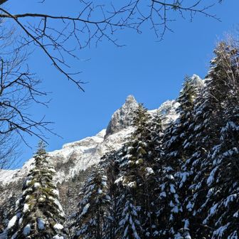 樹林帯まで降りてきて大同心を見上げる🙄

12:00には赤岳鉱泉へ戻り、1時間ほど休憩してから下山しました。