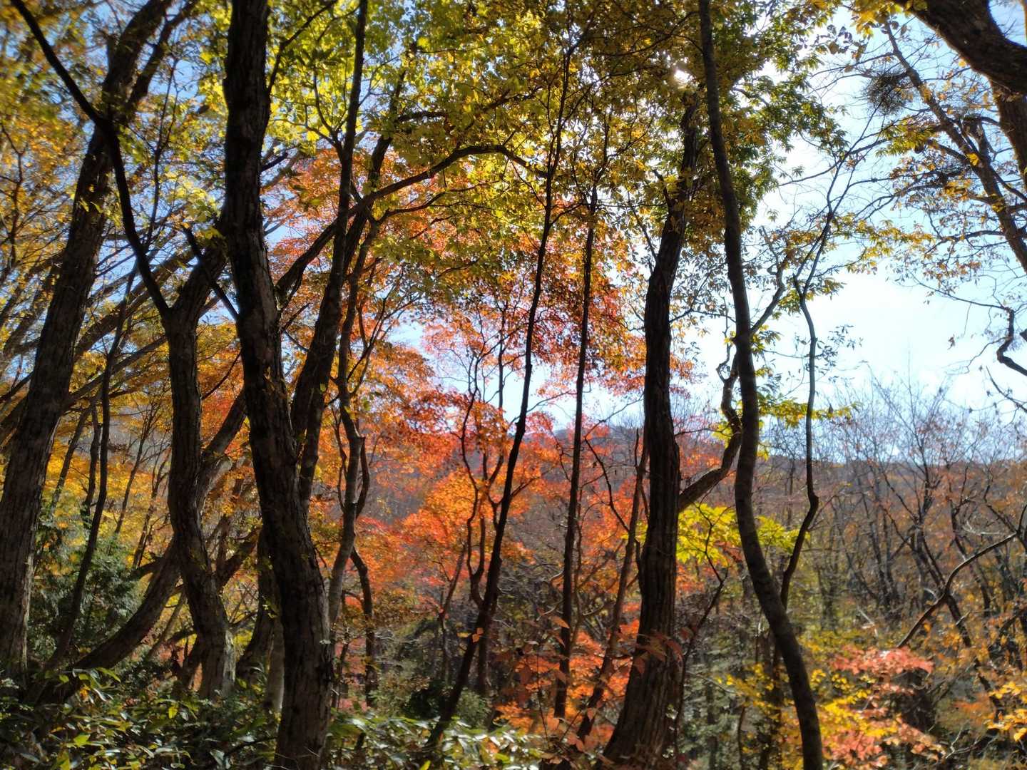 来て良かった