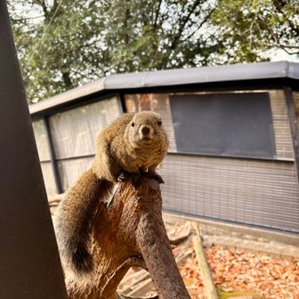 一騒動終わった後、マイペースなリス達を撮影📷
正面顔がプレーリードッグみたいで可愛い
耳どこいった？