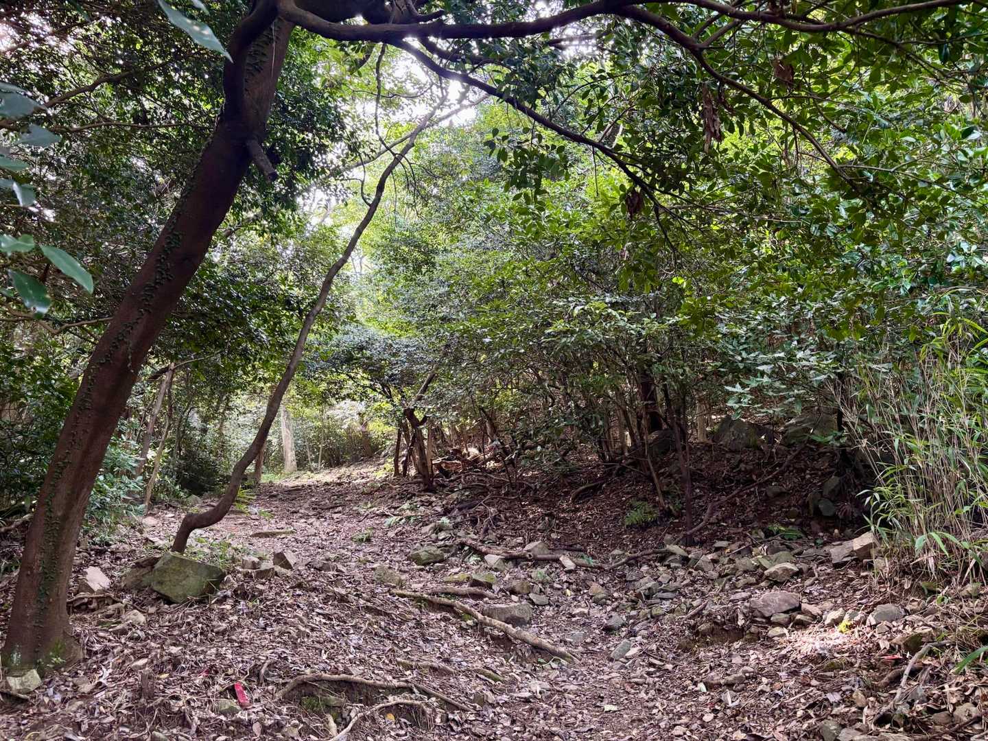 歩きやすく、良い雰囲気🚶‍♀️
心配していた虫も少ない