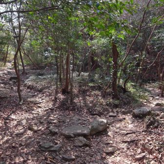 気持ちのいい登りで汗ばんできます。