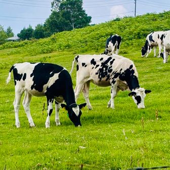 牛さんが🐄沢山、遊んでました。
