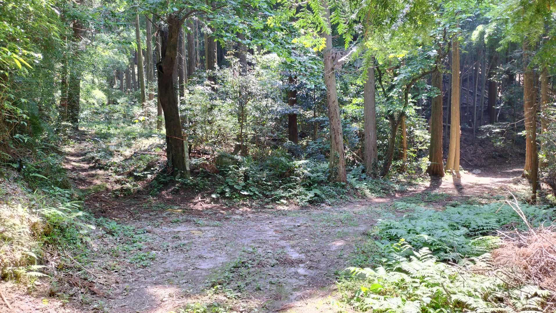 左右に分かれますが、左です。このあたりはYAMAPの赤ルートで確認確認。
右はどこに行くのかな❓