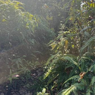 前回は小浜山ルートから登り、ココから先には怖くて行けなかッた…
シダが凄くて断念しました…

